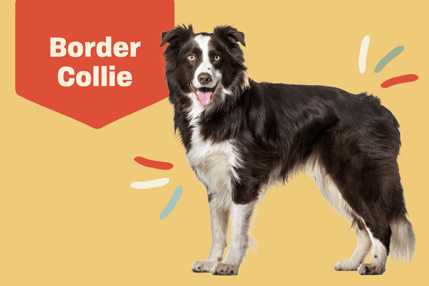 Border Collie Dog Breeds: Breed Traits & Characteristics