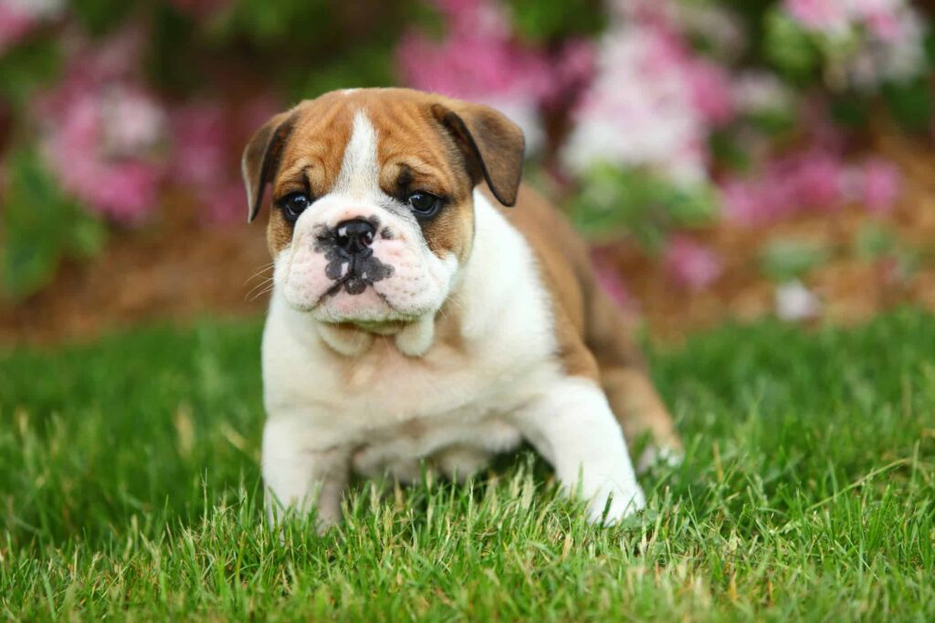 Nurturing the Charm: A Guide to English Bulldog Puppies