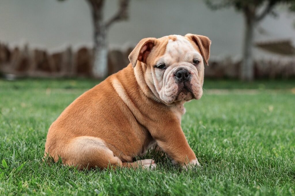 How to Prepare for an English Bulldog Puppy's Life