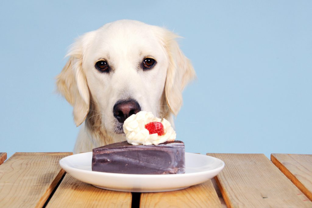 How to Feed Angel Food Cake to Dogs?