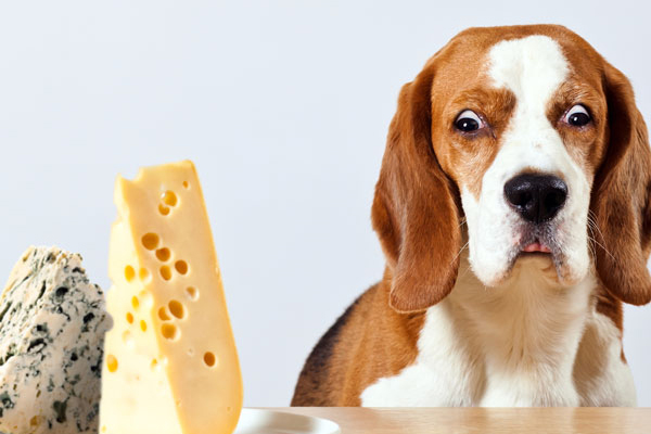 Is Babybel Cheese Poisonous to Dogs?