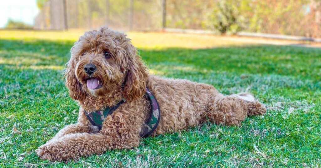 The Complete Guide to Cavapoo Dogs: Origin, Care, and More