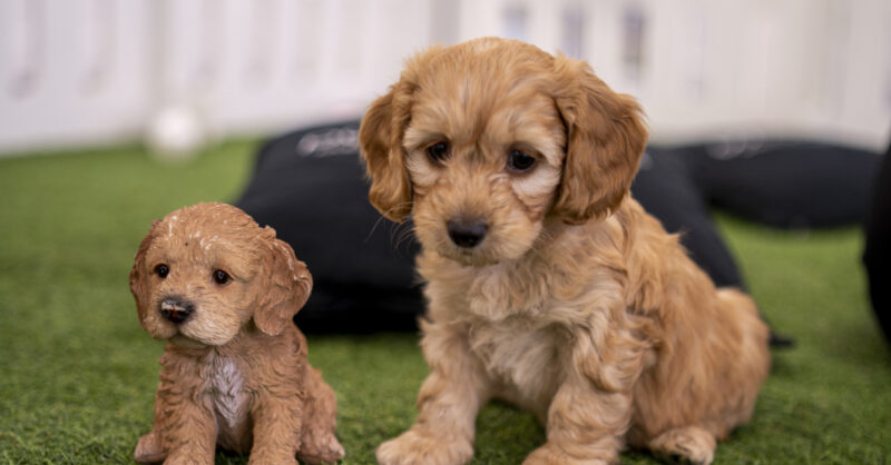 Cockapoo Puppies: Temperament, Lifespan, Great Advice for Grooming & Health Care