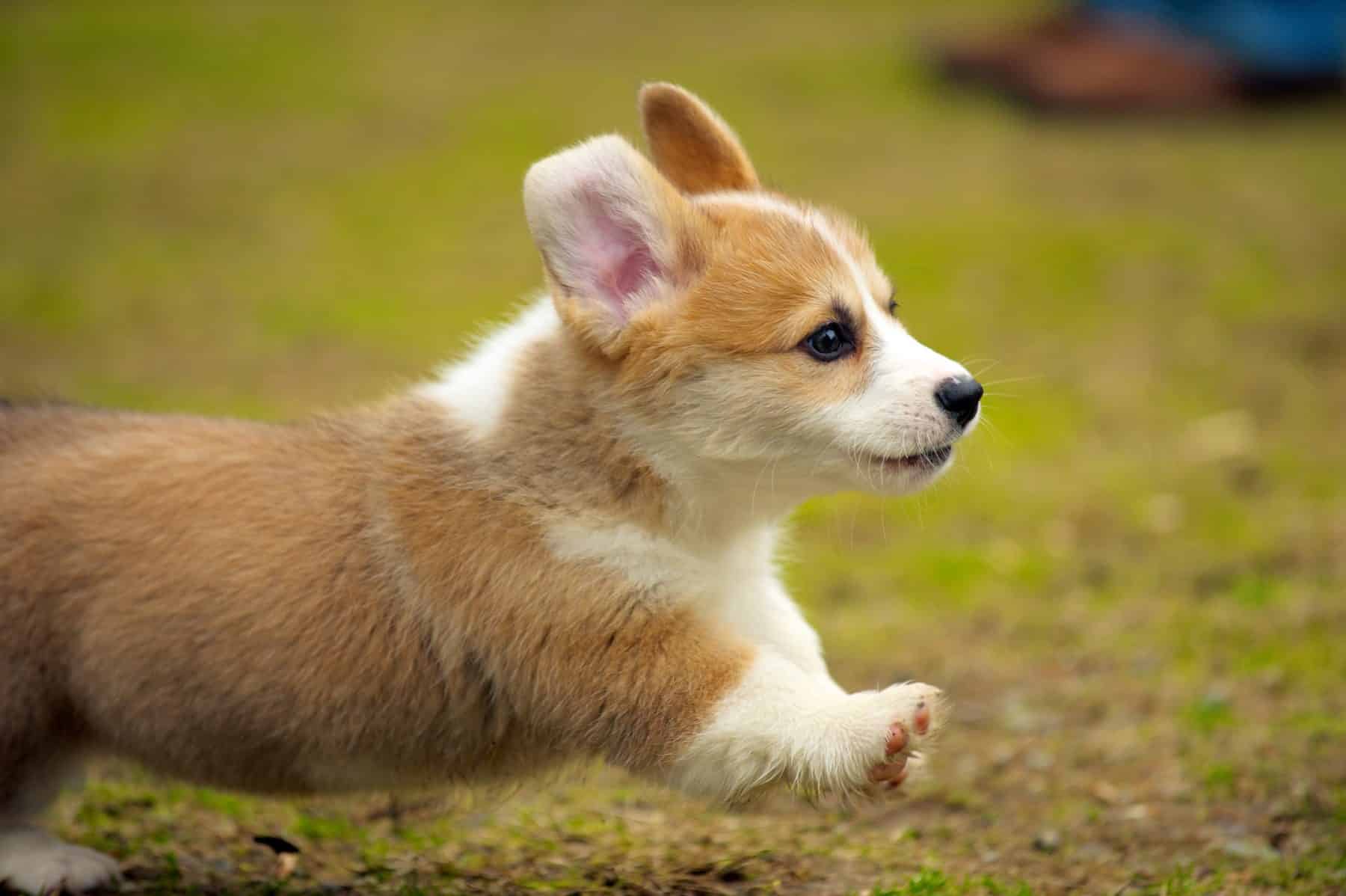 Corgi Puppies: Origin, Characteristics, Health Care & Great Advice For You