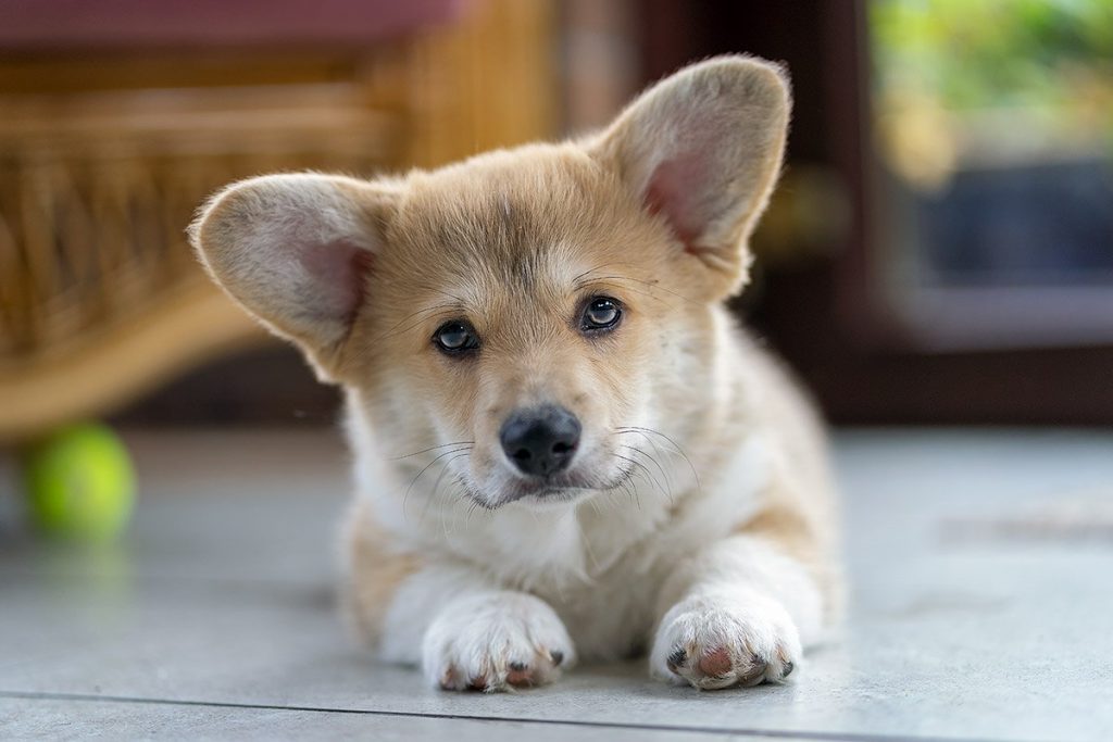 Corgi Puppies: Origin, Characteristics, Health Care & Great Advice For You