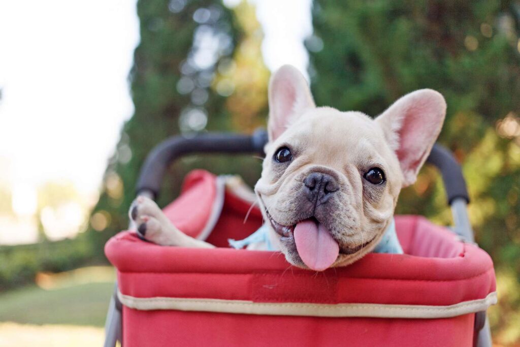 Nurturing the Playful Spirit: Your Guide to French Bulldog Puppies