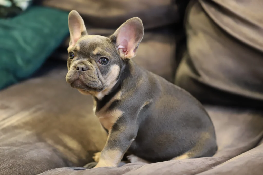How to Prepare for a French Bulldog Puppy's Life