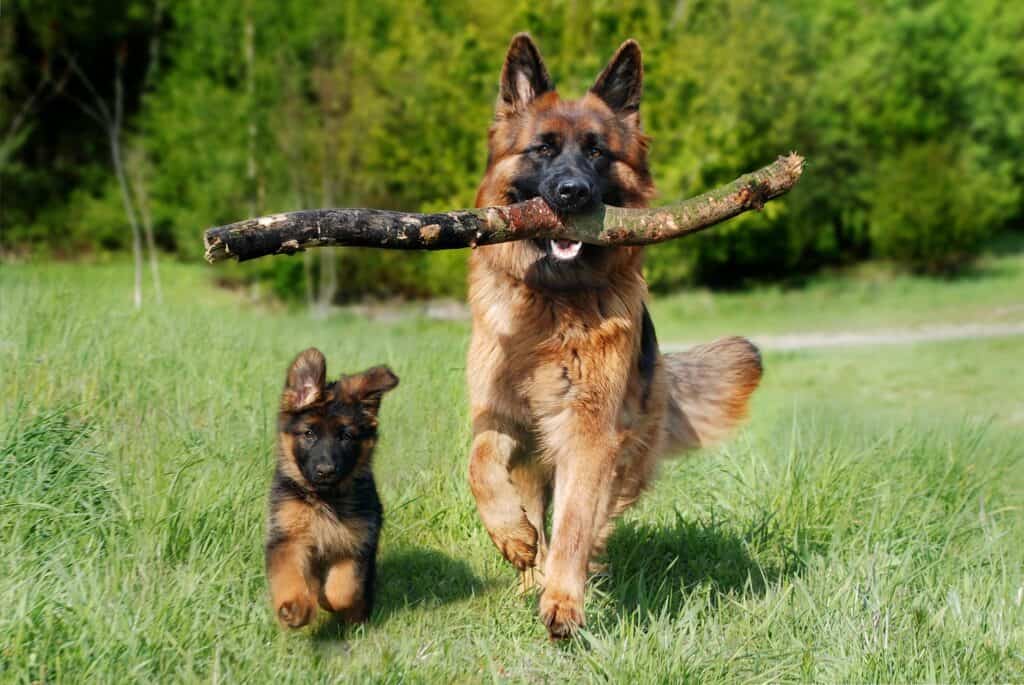 German Shepherd Puppies: A Complete Best Care & Great Advice For Your Dog