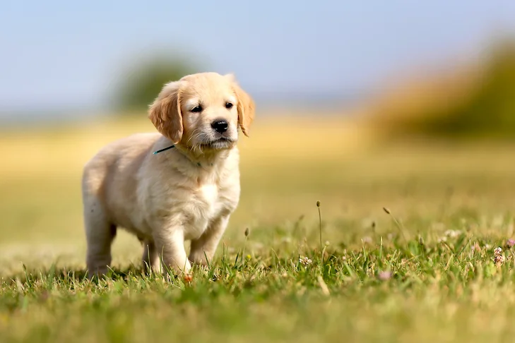 Golden Retriever Puppies: Characteristics, Great Advice About Care & Everything You Need to Know