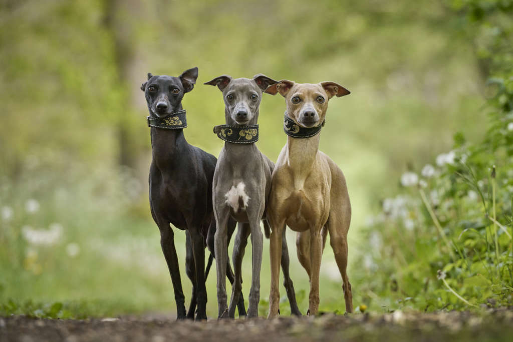 Greyhound Dog Breed