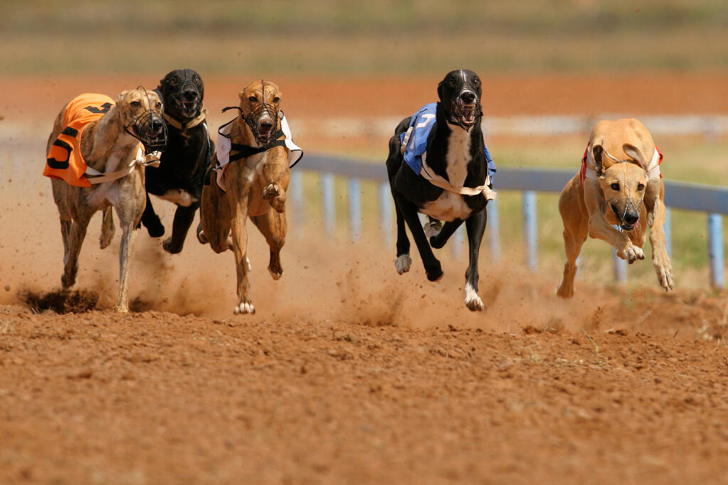Greyhound Dog Breed The Truth Information & Characteristics