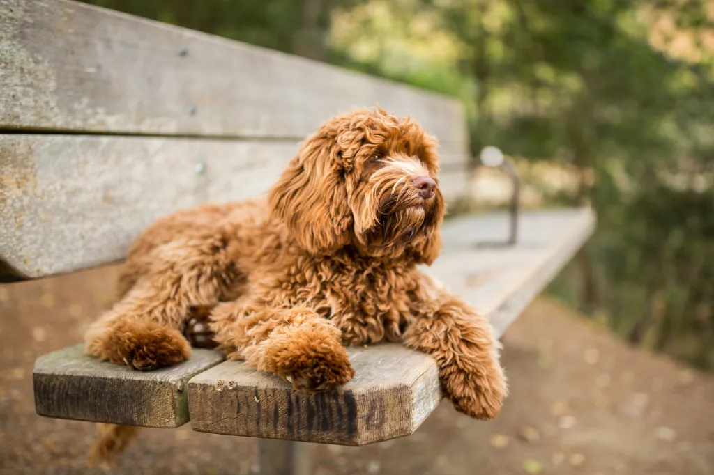 Exploring the Labradoodle Dog Breeds: A Comprehensive Guide to a Unique Canine Companion