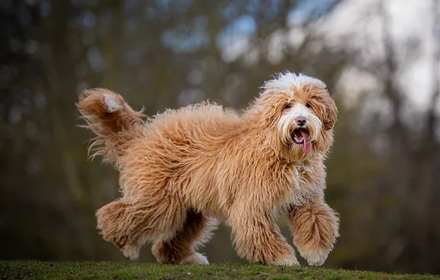 Exploring the Labradoodle Dog Breeds: A Comprehensive Guide to a Unique Canine Companion