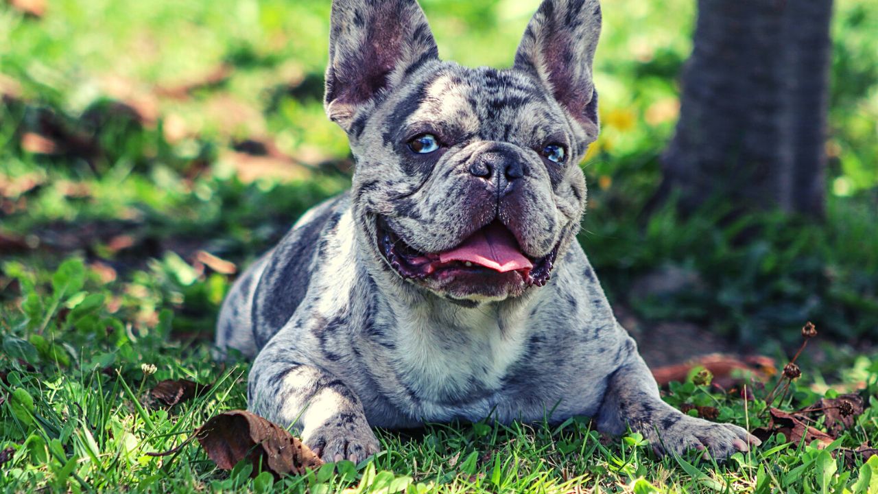 Merle French Bulldog: The Truth & Everything You Must Know