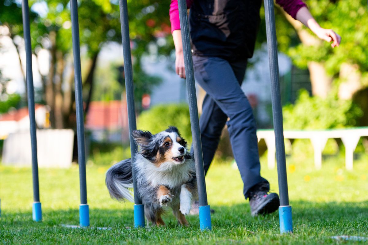 Mini Australian Shepherd Dog Breeds: Characteristics, Training & 6 Care Instructions You Must Know