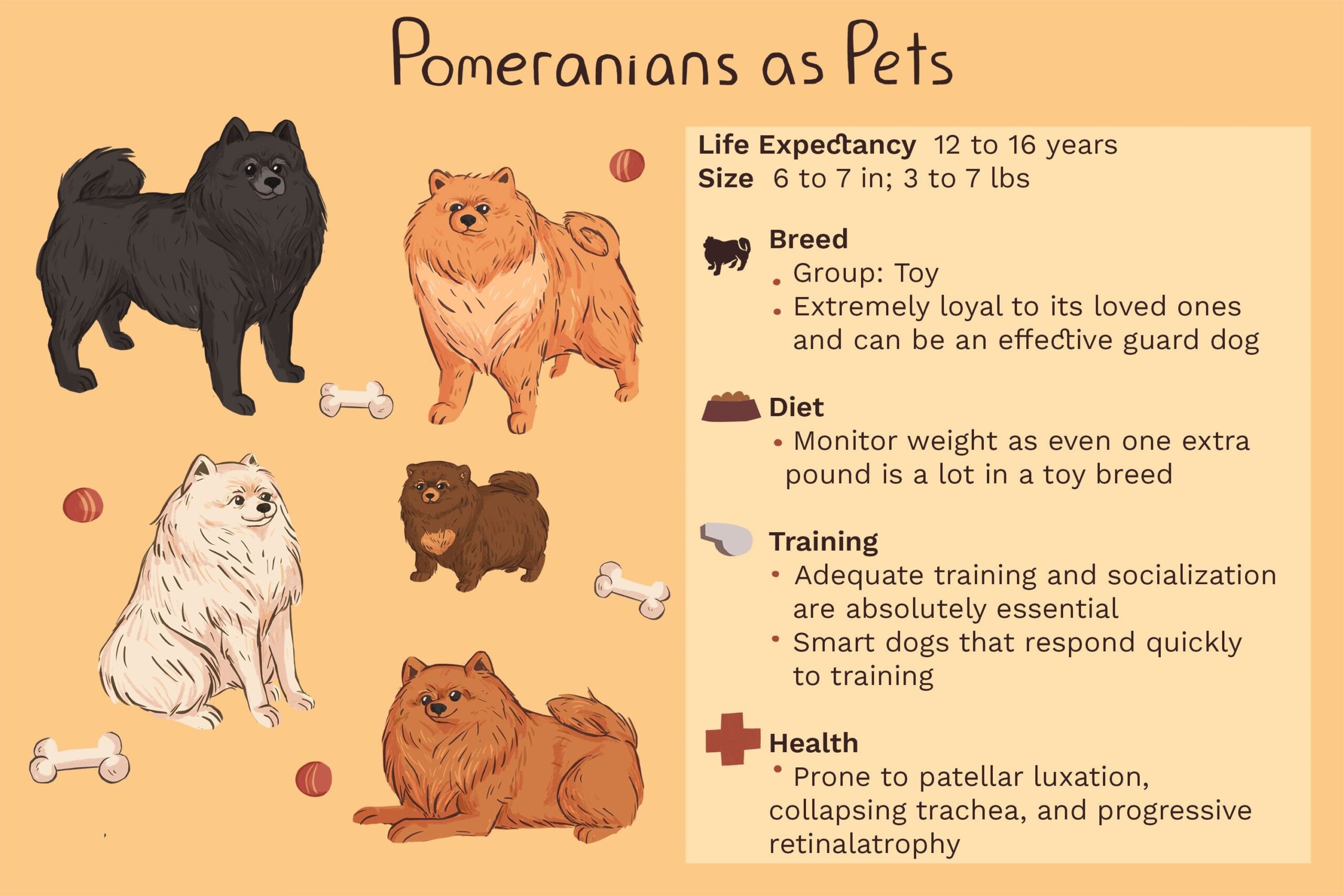 Pomeranian Dog Breeds