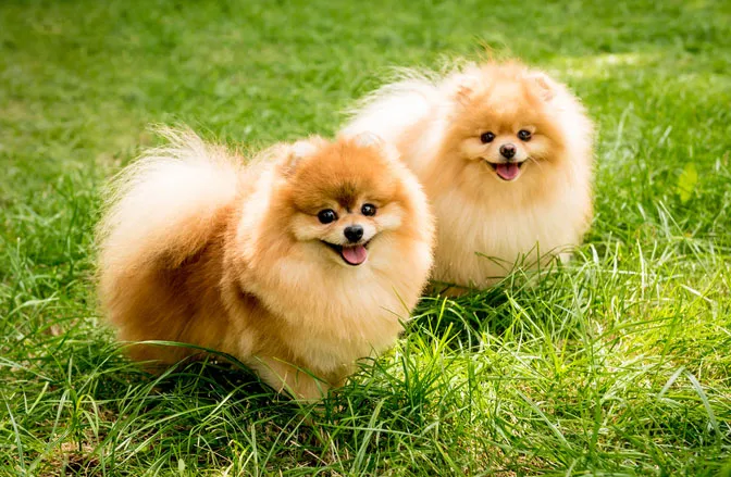 Pomeranian Dog Breeds: Characteristics & Top 3 Care Tips From Vet