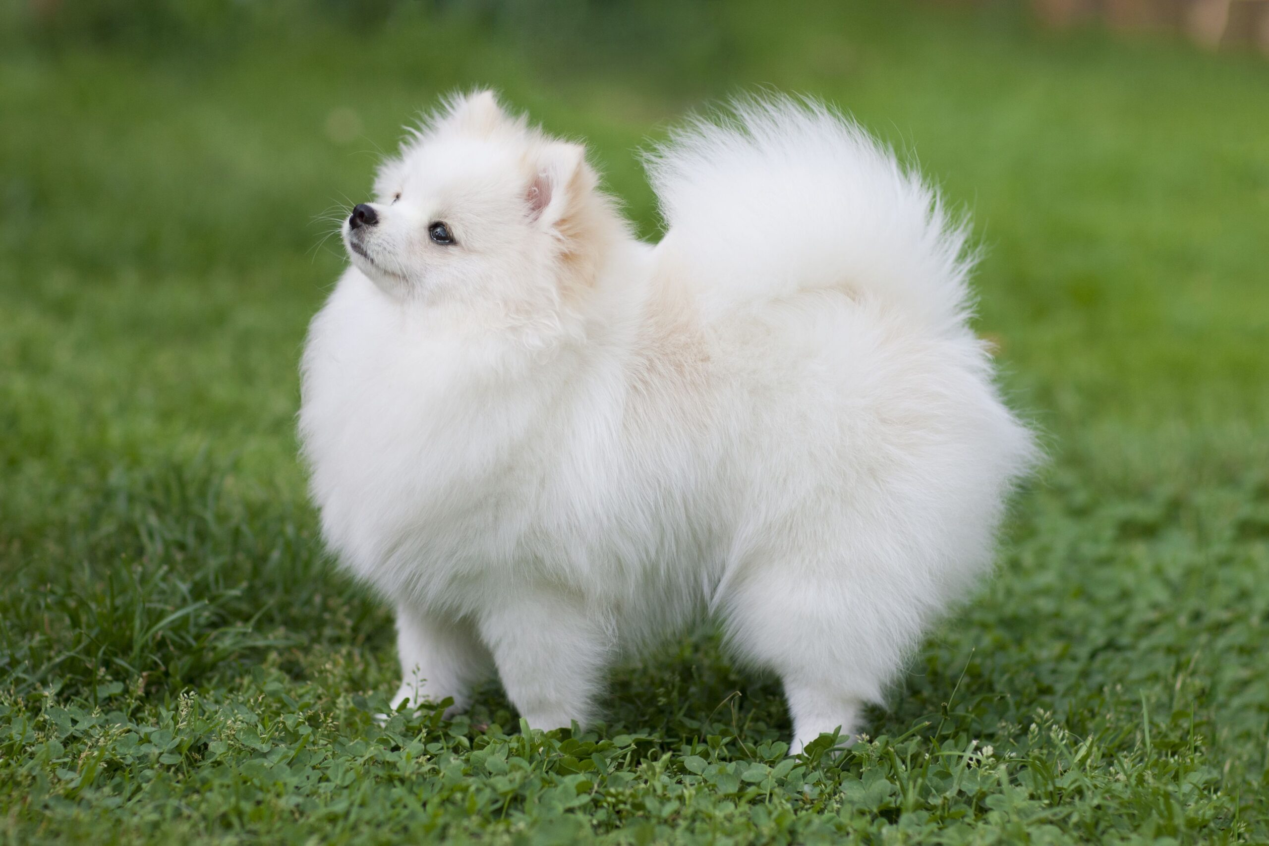 Pomeranian Dog Breeds