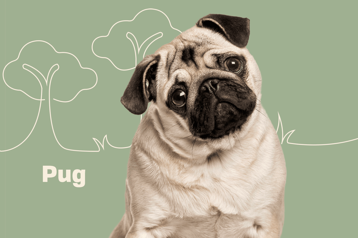 Pug Dog Breeds: Characteristics, Temperament, 3 Facts About Health & Take Care