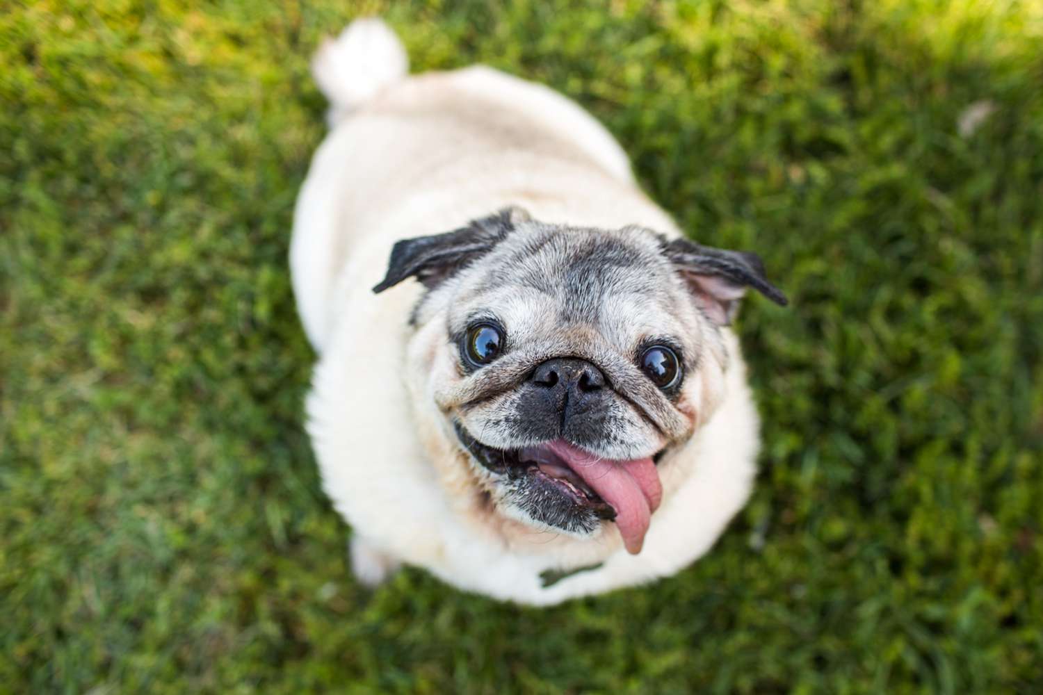 Pug Dog Breeds is a great pet with its own unique charm.