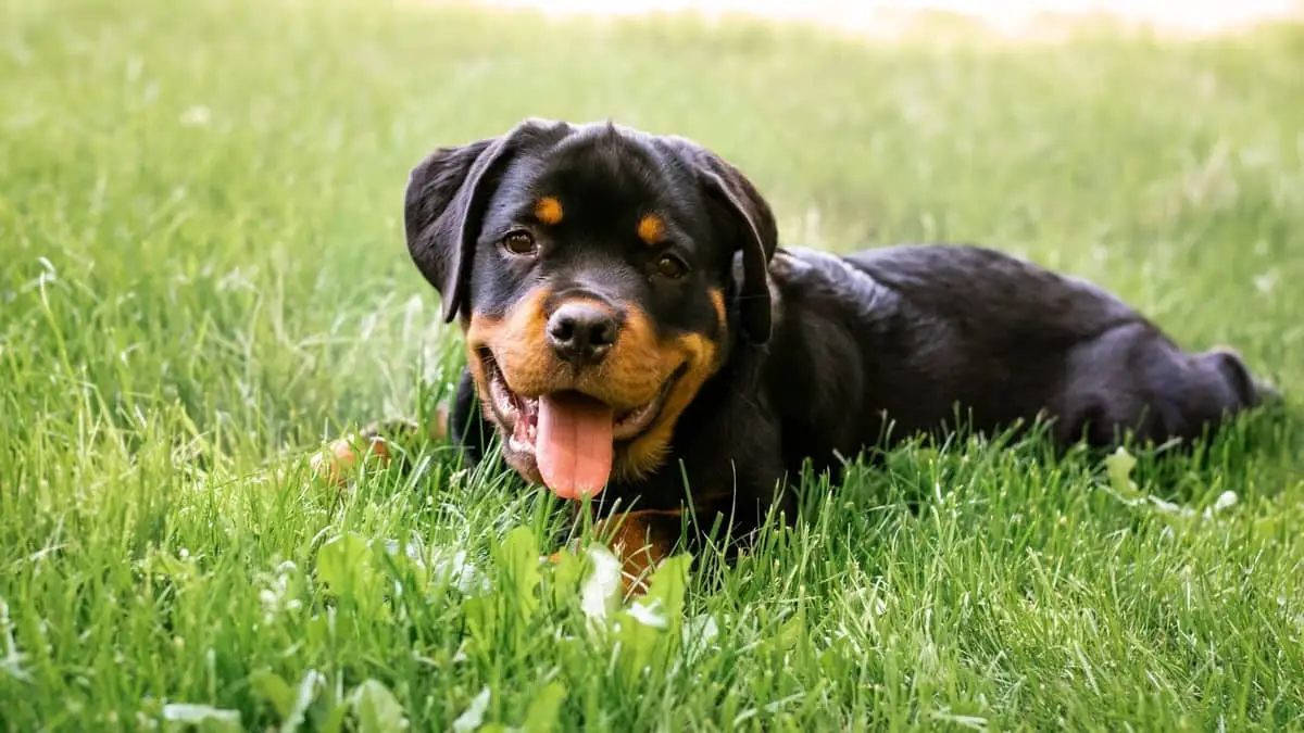 Rottweiler Puppies: Robust Working Breed of Great Strength Descended 