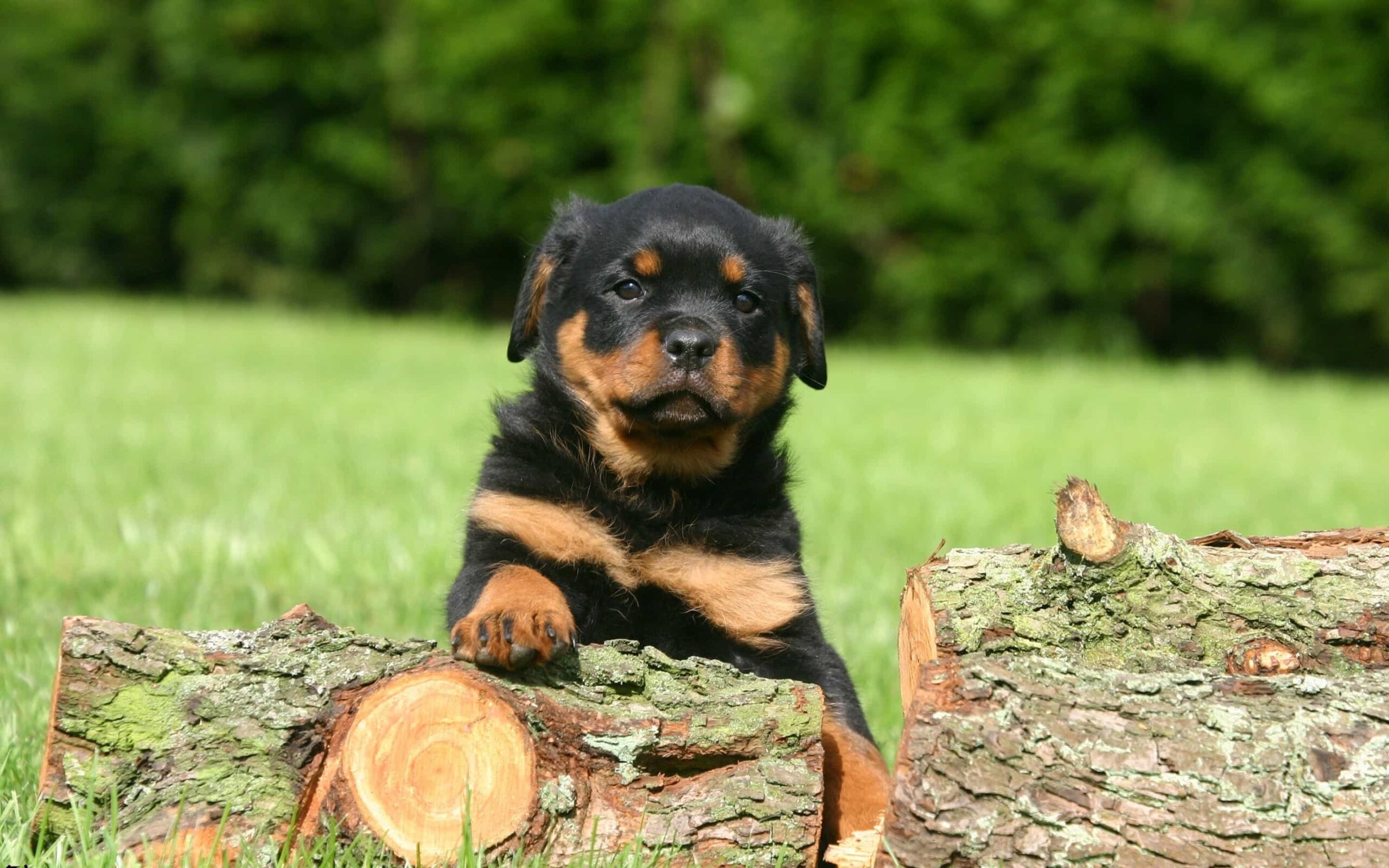 Rottweiler Puppies: Robust Working Breed of Great Strength Descended 