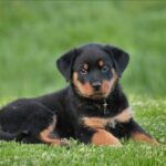 Rottweiler Puppies: Robust Working Breed of Great Strength Descended