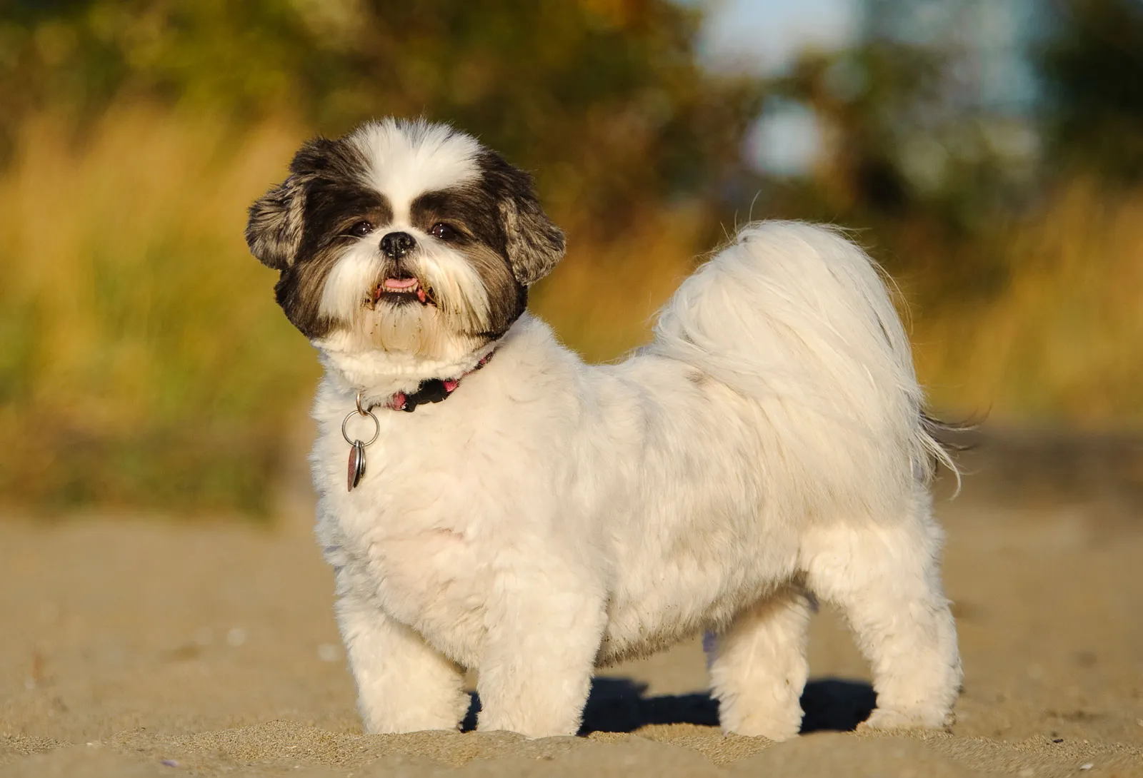 Where to Buy and Adopt: Shih Tzu Dog Breeds