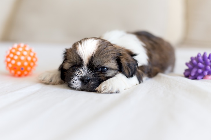 Shih Tzu Puppies: 4 Steps How to Care, Grooming & Avoid Skin Diseases