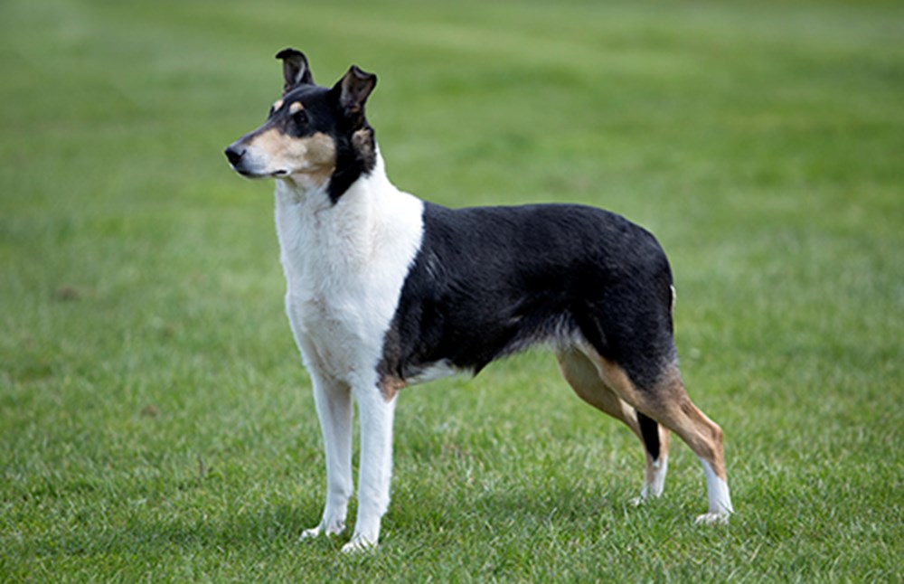 Smooth Collie Breed - Facts - Traits - Health