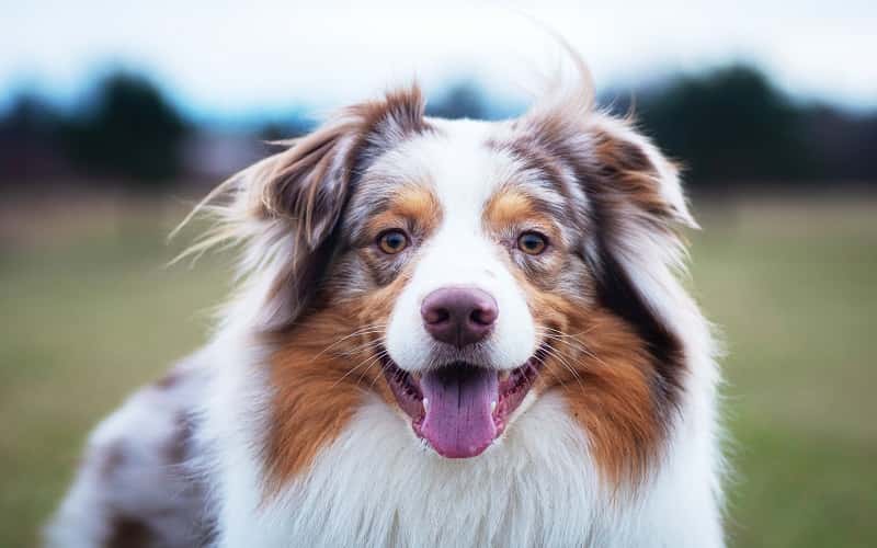 all-about-australian-shepherds-7-facts-1