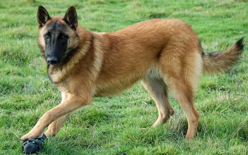 Belgian Malinois Dog Breeds: Characteristics, Care & Caution