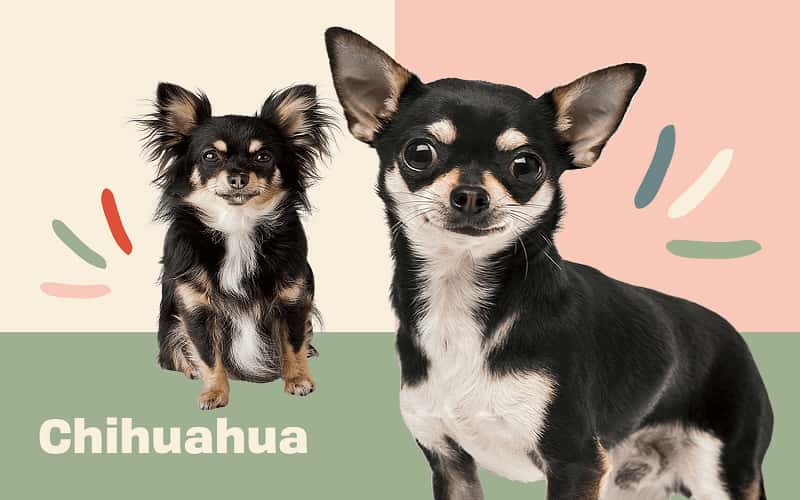 chihuahua-dog-breeds-7-all-facts-you-must-know-1