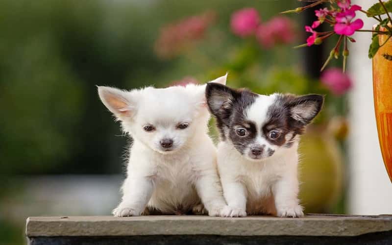 chihuahua-dog-breeds-7-all-facts-you-must-know-2