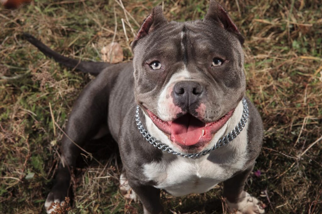 How to Buy/Adopt an American Bully