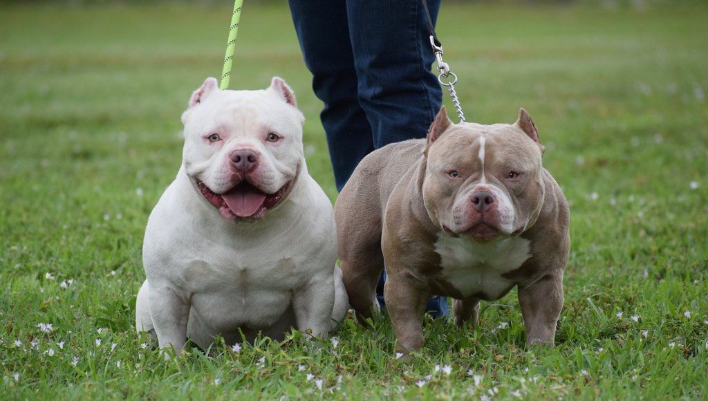 How to Take Care of an American Bully
