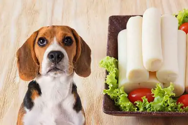 How Much Hearts of Palm Can Dogs Eat?