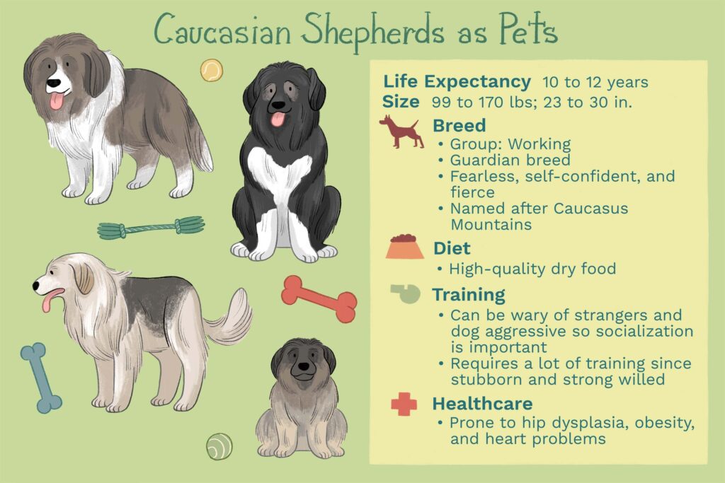 How to Prepare for a Caucasian Shepherd's Life