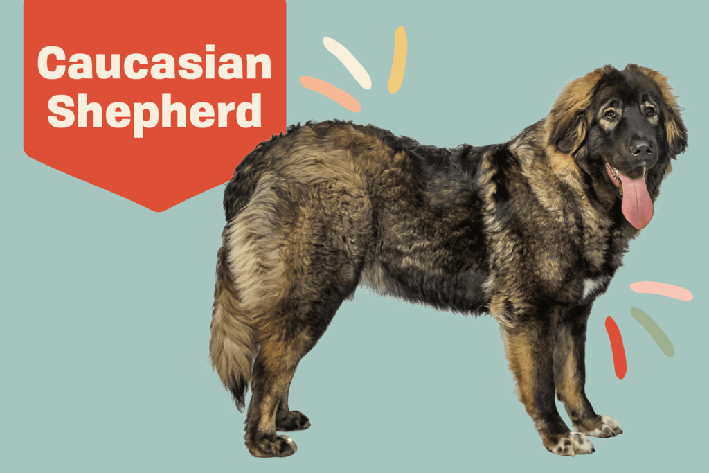 The Majestic Caucasian Shepherd Dog Breeds: A Comprehensive Guide to Caring for this Magnificent Breed