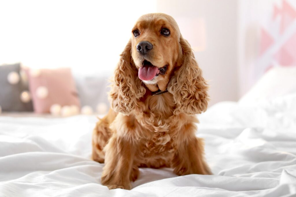 The Charismatic Cocker Spaniel: A Comprehensive Guide to Caring for this Beloved Breed