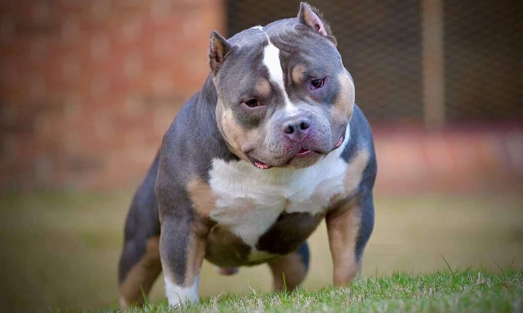 The Comprehensive Guide to Pocket Bullies Dog Breeds: Origins, Care, and FAQs